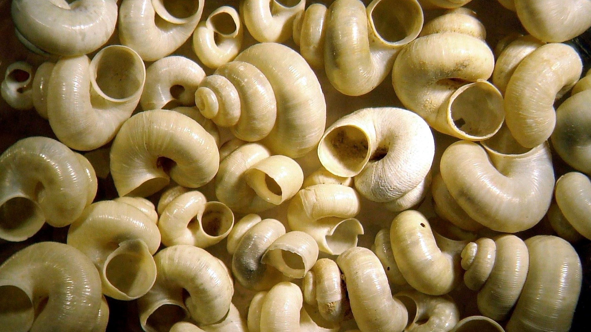 Schon Neandertaler veränderten vor 125000 Jahren ihre Landschaft