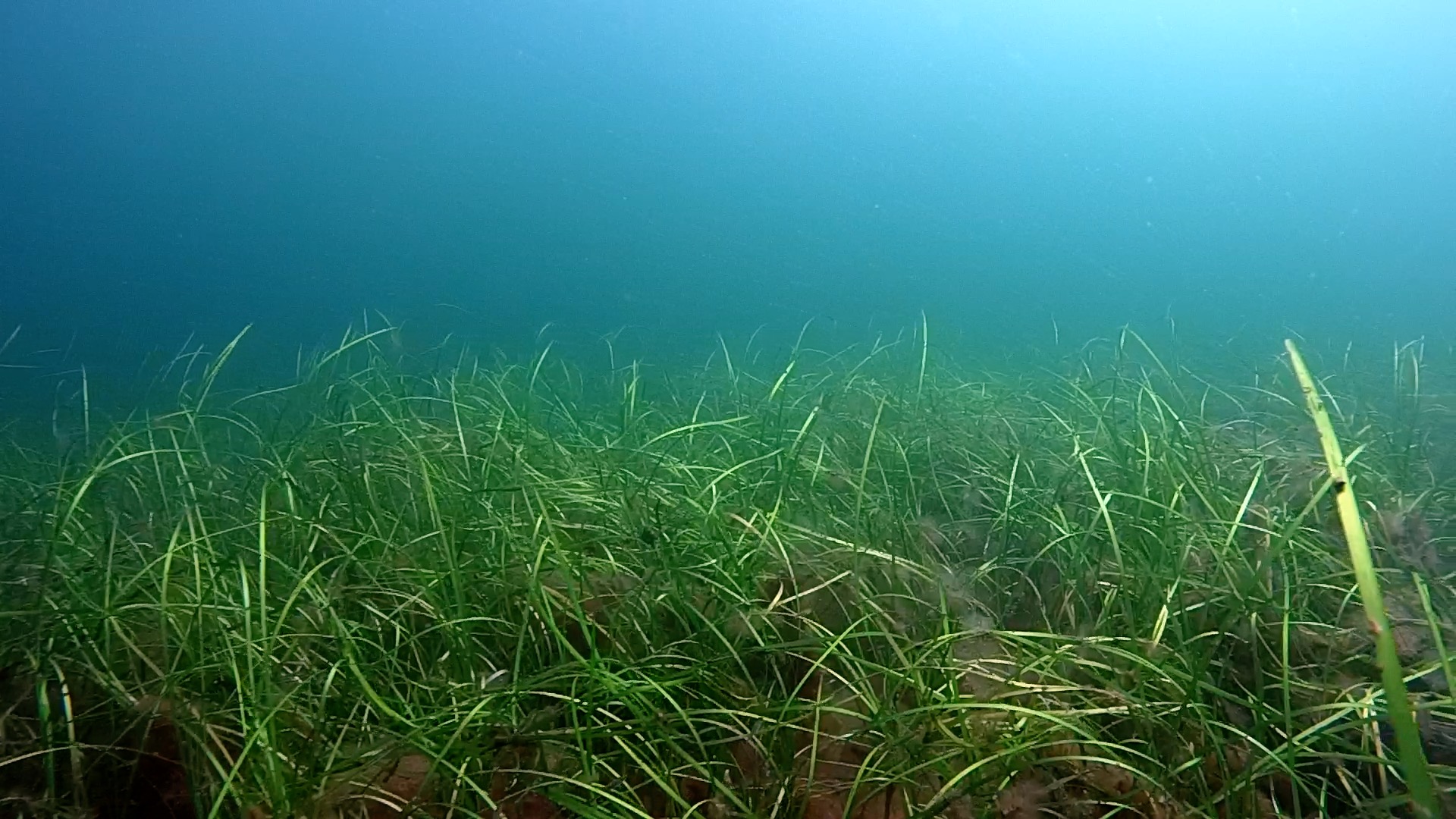Ist Seegras doch kein Helfer gegen den Klimawandel?