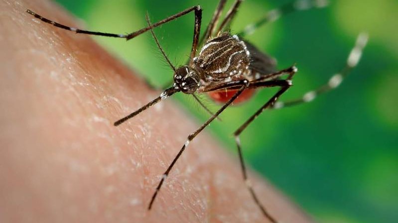 Schaden durch invasive Arten eine Billion Euro