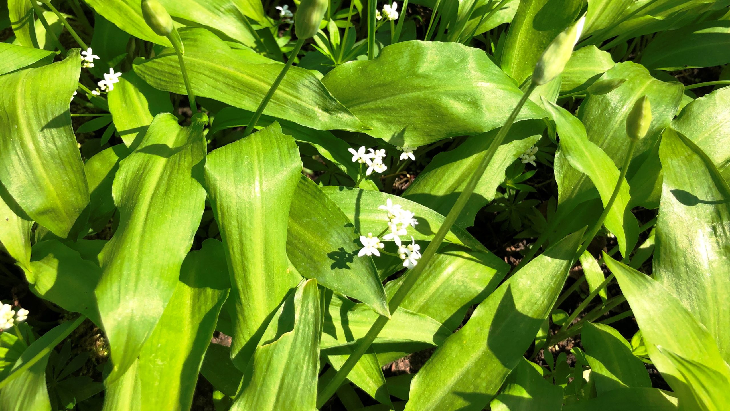 Frühblüher wie Bärlauch wegen Klimaerwärmung eine Woche früher dran als vor hundert Jahren