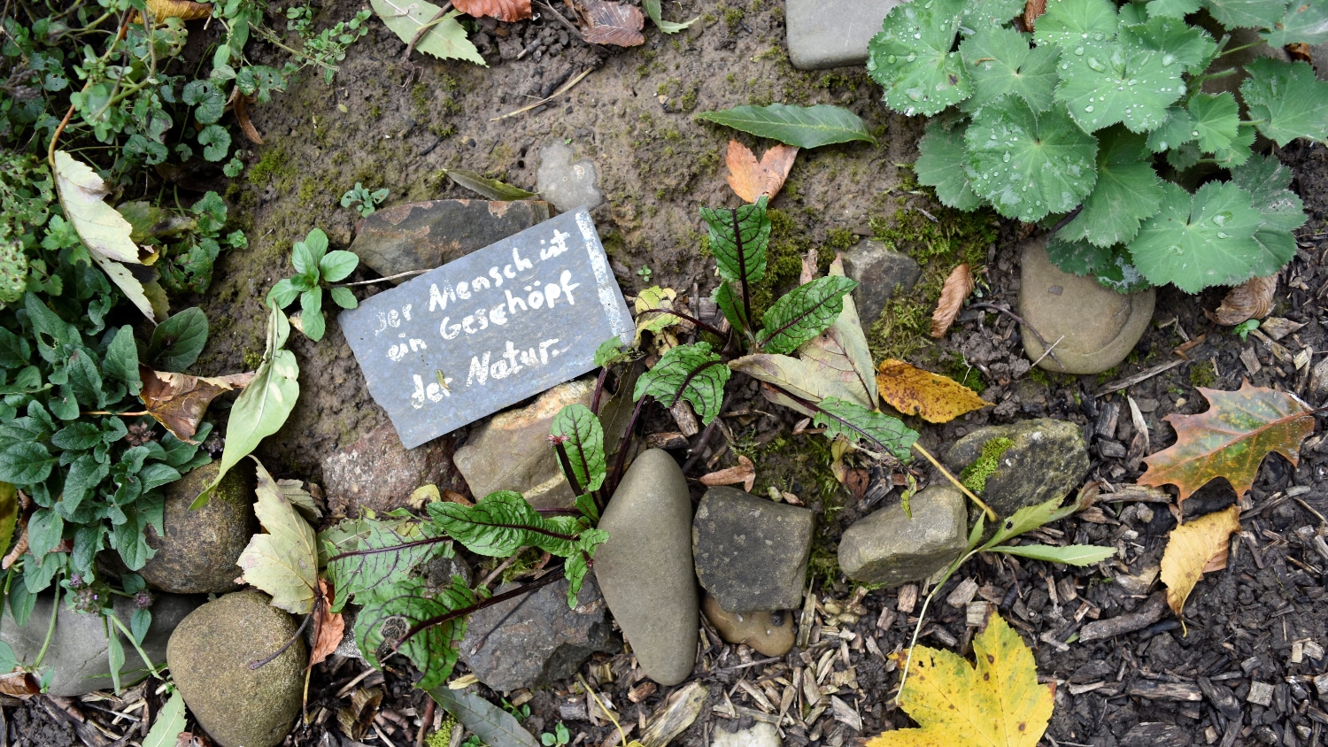 Weichen für Nachhaltigkeit stellen: Wissenschaftler für Green Deal