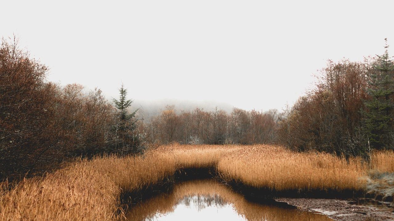 Können Moore und Wälder den Klimakiller Mensch retten?