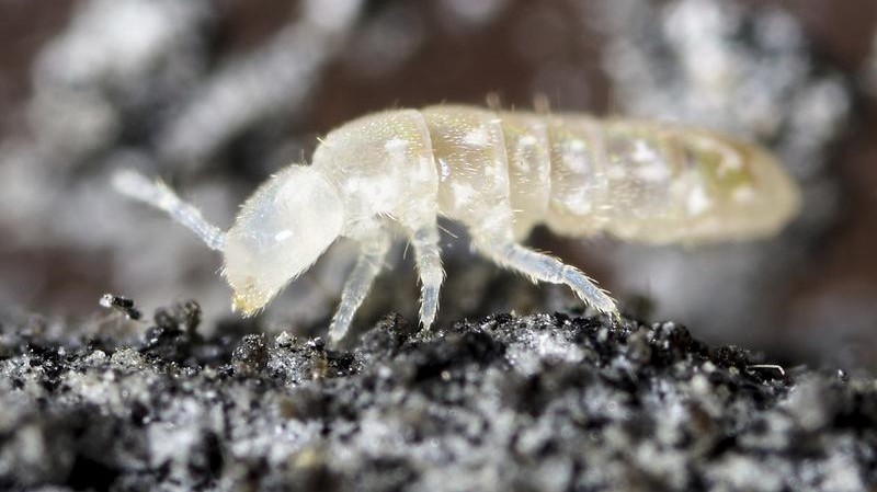 Referenzgenome helfen bei Erhaltung der Artenvielfalt