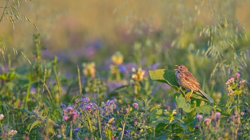 Brachen fördern Artenvielfalt