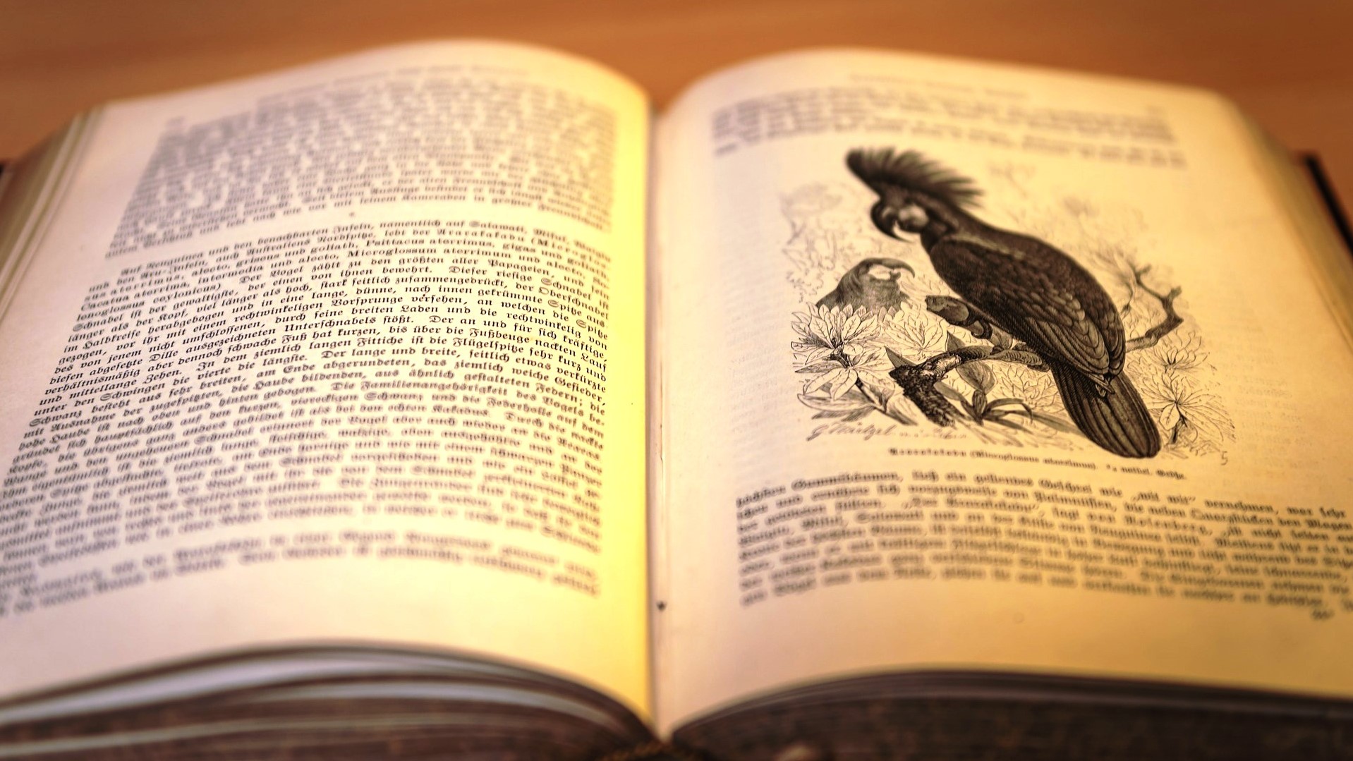 Auch Bücher zeigen einen Schwund der Artenvielfalt