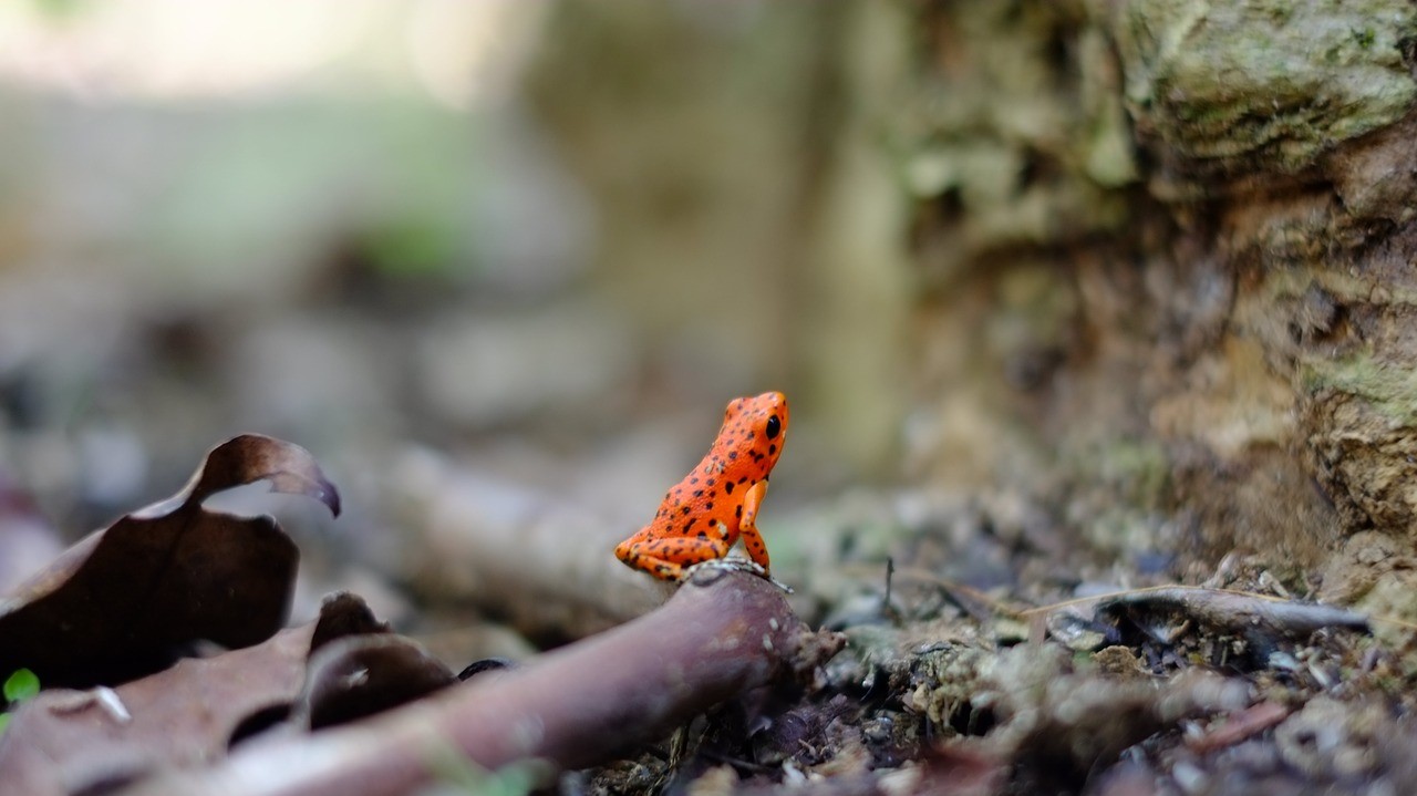 Schutzgebiete für Biodiversität schützen und Platz sparen