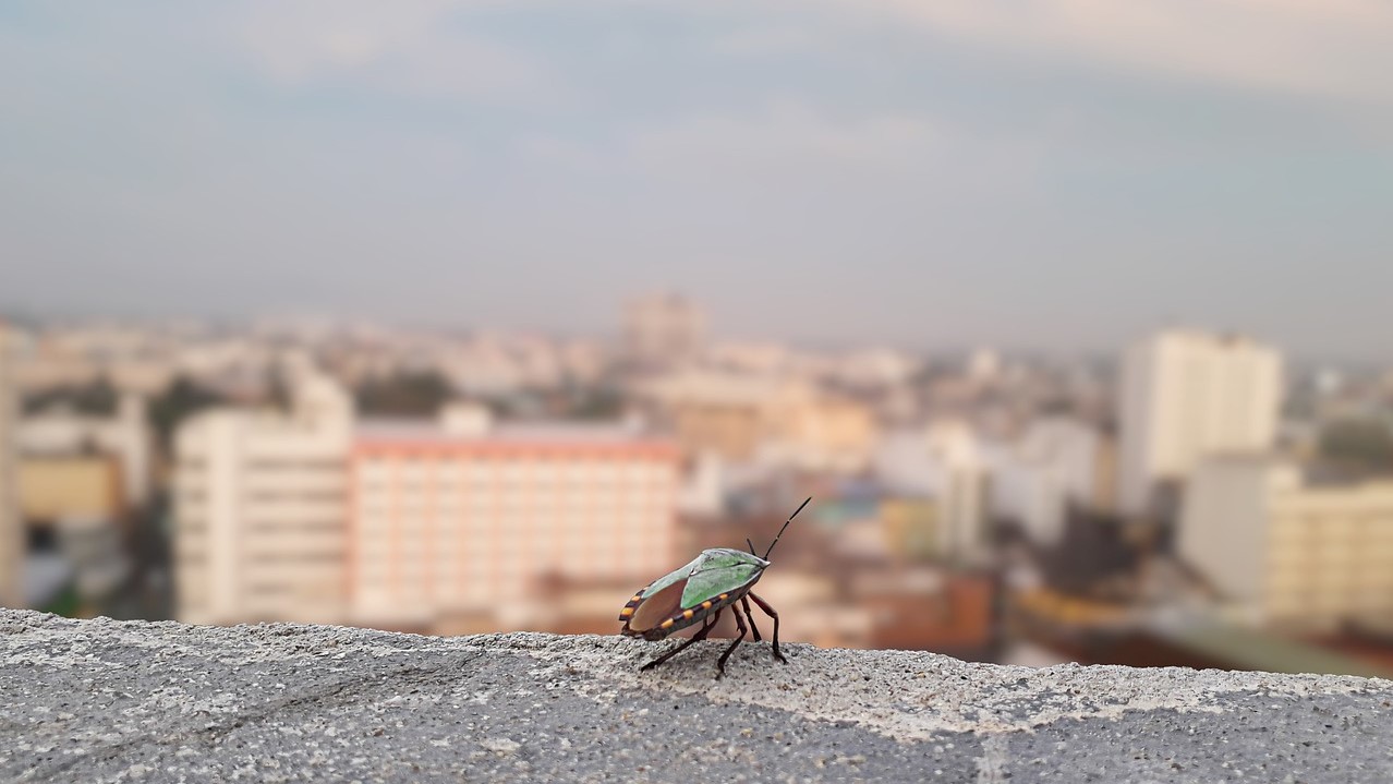 Auch Verstädterung fördert Insektensterben
