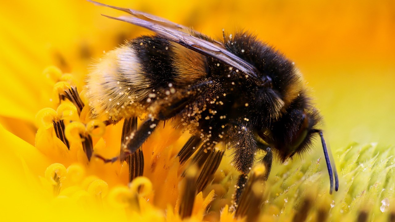 Hummeln brauchen für Fortpflanzung abwechslungsreiche Landschaft und viel Pollen