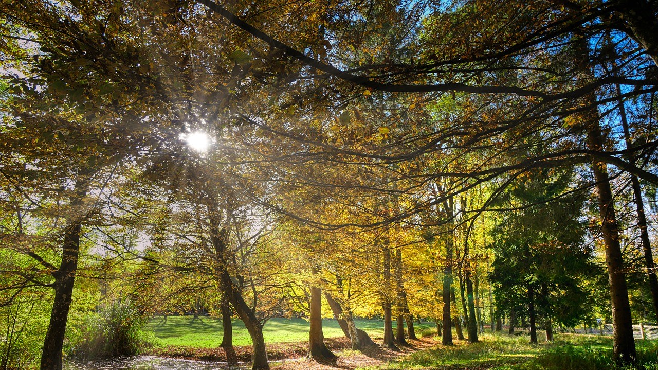 Mehr Baumarten auf der Erde als bislang angenommen