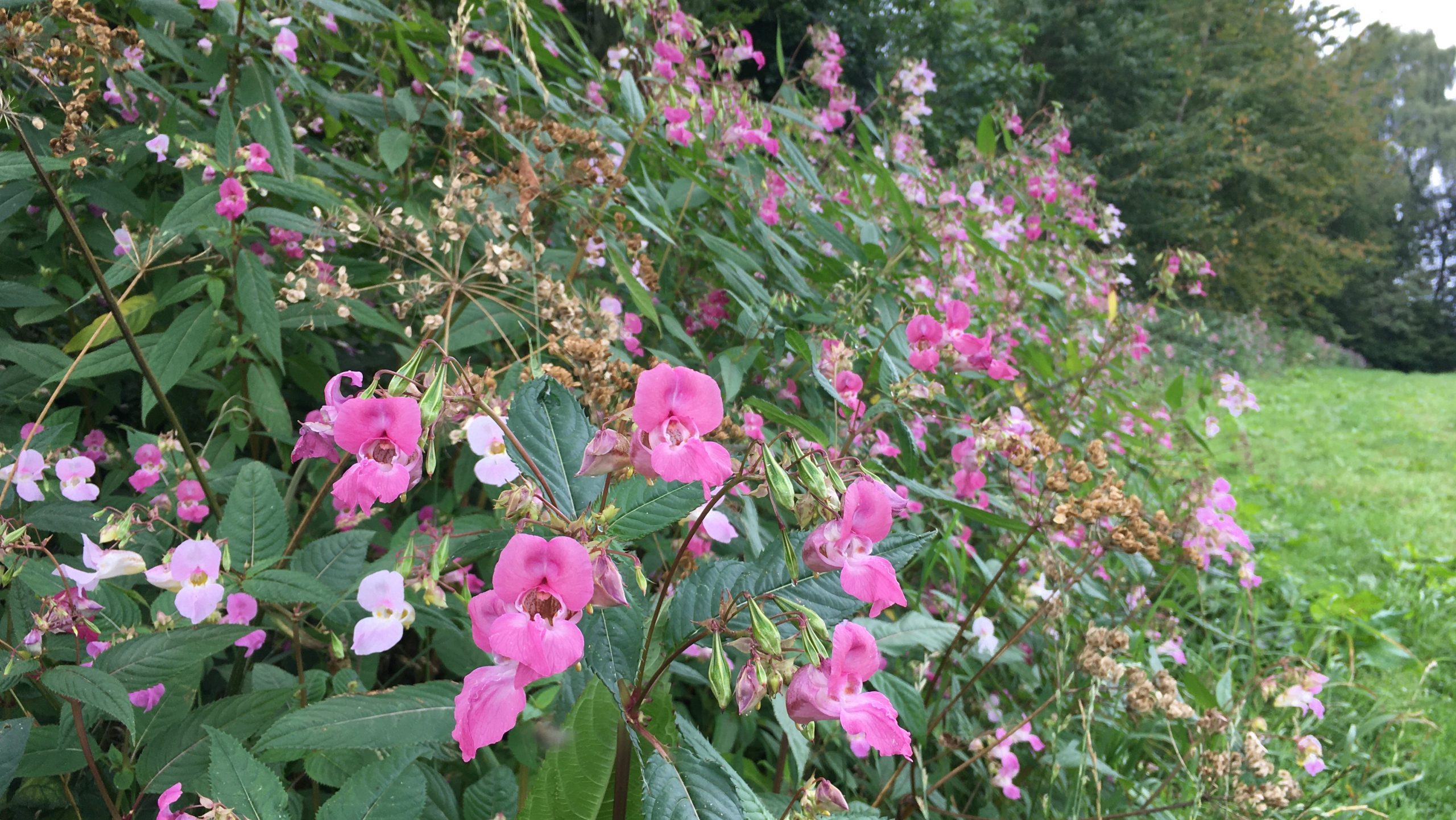 Pflanzenwelt verliert weltweit an Einzigartigkeit