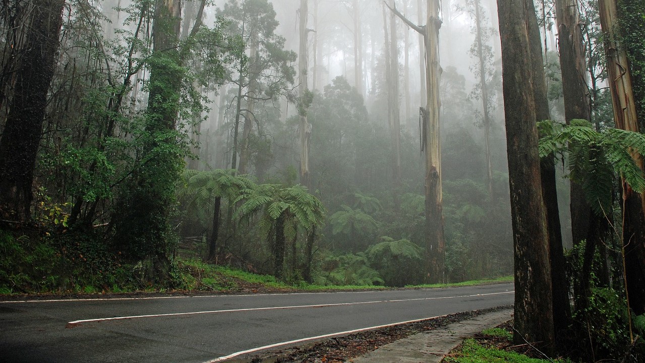 Klimaschutz durch immer mehr Waldränder im Tropischen Regenwald gefährdet