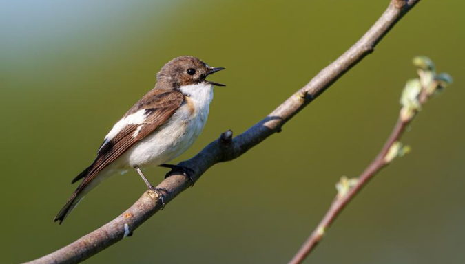 Große und alte Mischwälder stoppen Rückgang bedrohter Vogelart