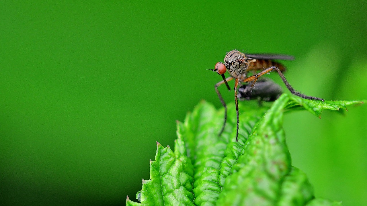 Tausende Fliegen und Mücken bisher noch nicht erfasst