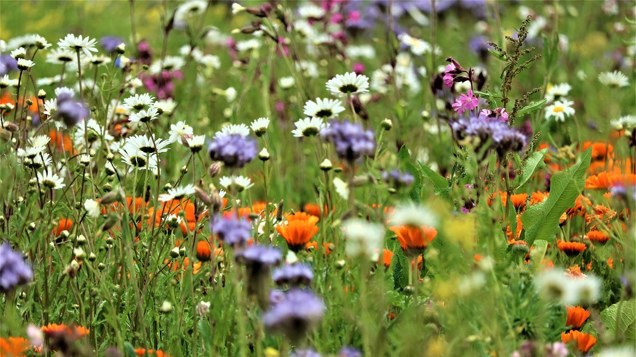 Mensch wirkte im Spätpleistozän offenbar positiv auf Biodiversität