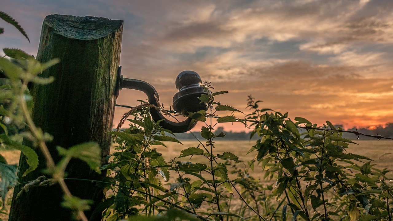 Stickstoffliebende wie die Brennessel können die Artenvielfalt beeinträchtigen