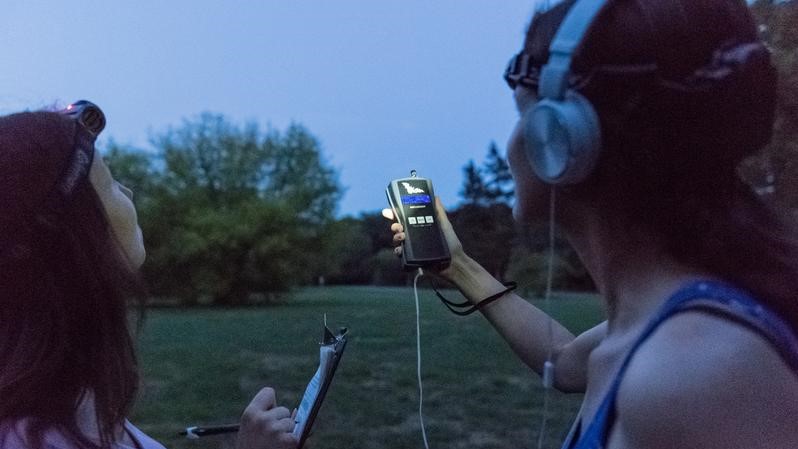Städte können Rückzugsgebiet für die Fledermaus sein