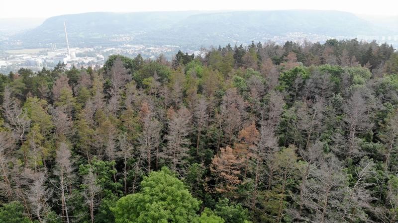 Unerwartetes Waldsterben nach Klimaextremen beunruhigt Wissenschaftler weltweit