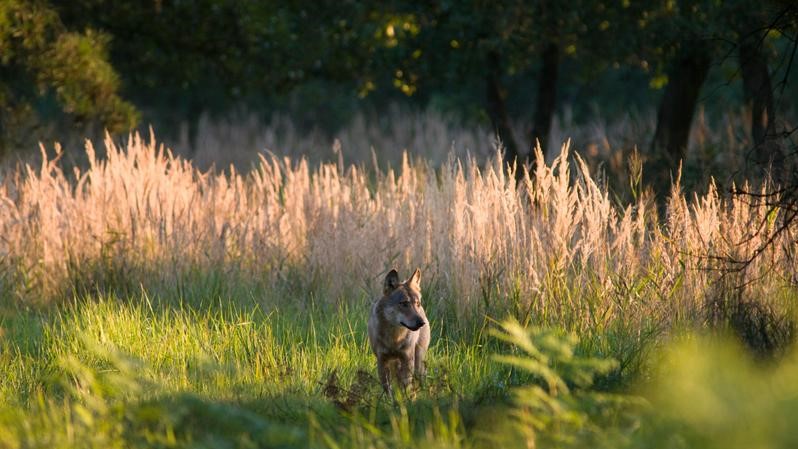 Mensch-Natur-Beziehung neu typologisieren