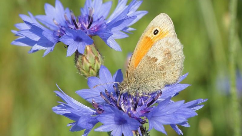 Drastischer Rückgang der Biodiversität auf Äckern mit Pflanzenschutzmittel