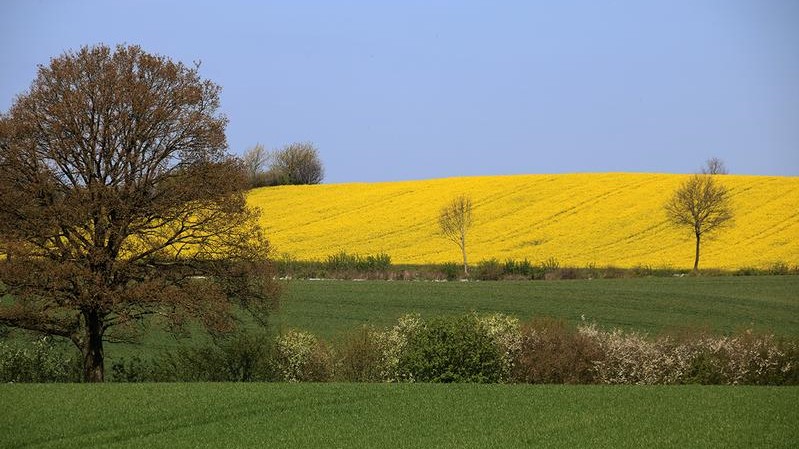 Klimawandel bedroht die Artenvielfalt in Hecken