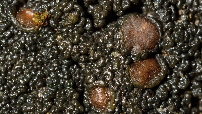 Zähe Leimflechte und Sparriges Kleingabelzahnmoos – 2022 wird ihr Jahr