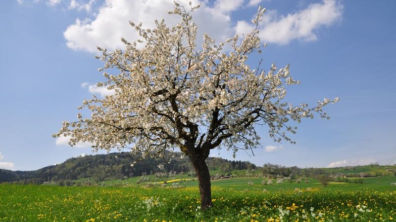 Globale Erwärmung lässt Blüte früher starten