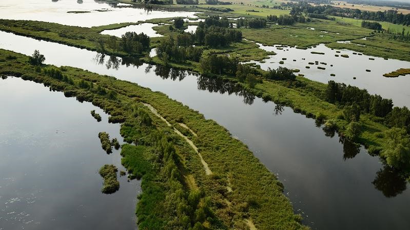 Mit Rewilding die biologische Vielfalt erhalten?