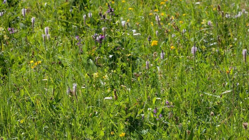 Große Artenvielfalt bei Pflanzen ist oft auf kleinstem Raum zu finden