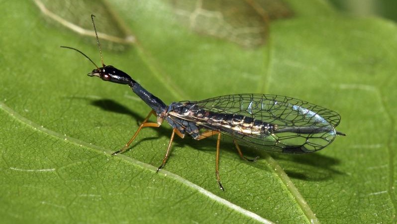 Schon mal vom „Insekt des Jahres“ gehört?