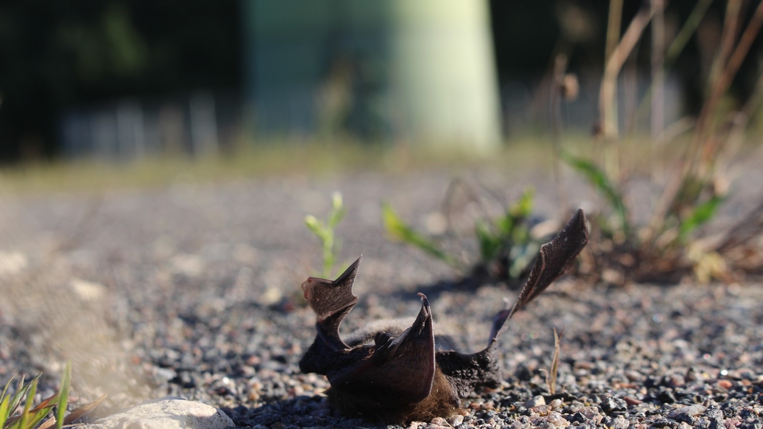 Behindern Fledermäuse die Windkraftpläne der Ampel-Koalition?