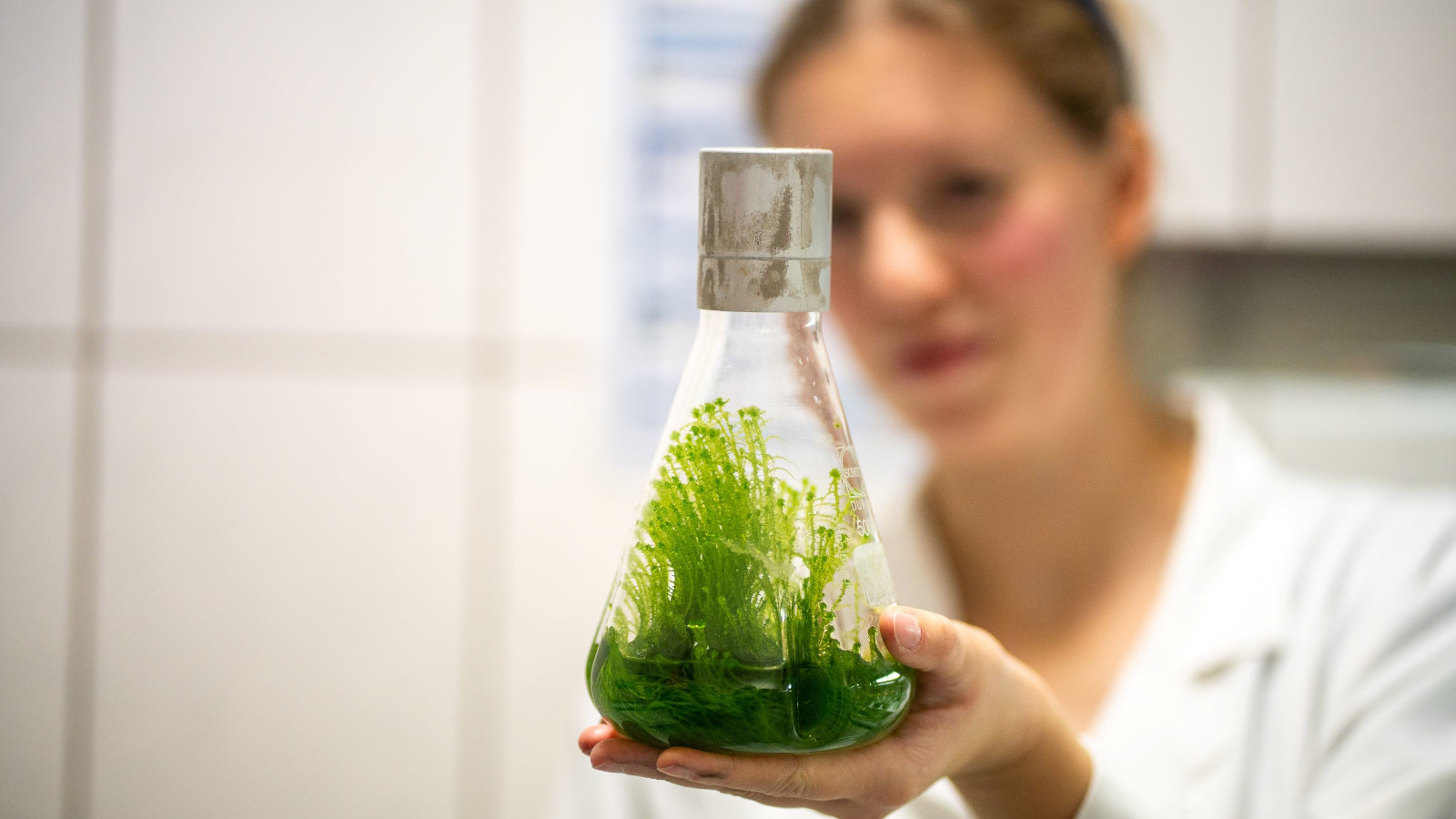 Mit Paludikultur aus dem Bioreaktor Moore fördern