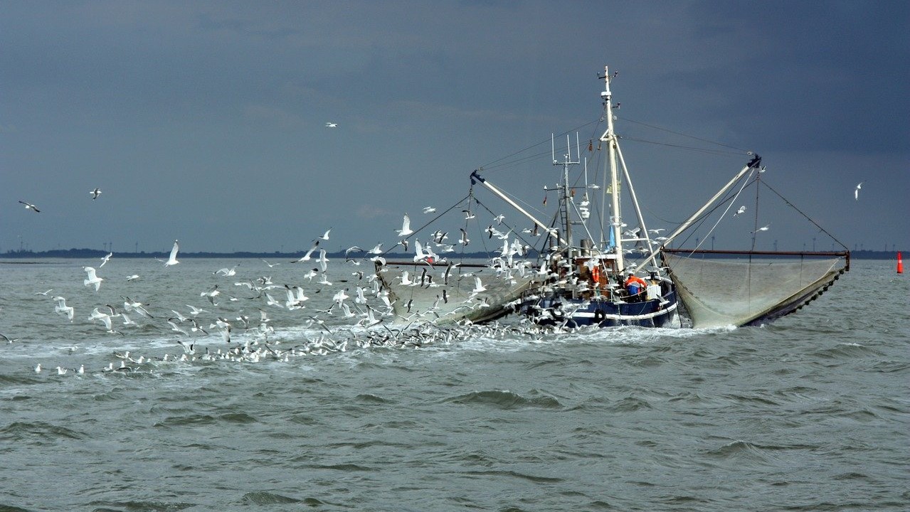 Fischereikrise: Schlechte Aussichten für Ostseefische?