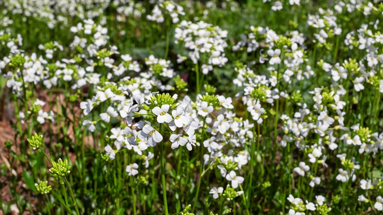 Seltene Gänsekresse-Arten schützen sich in den Rheinauen womöglich selbst vor dem Aussterben