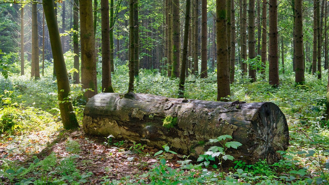 Wälder als riesige CO2-Speicher?